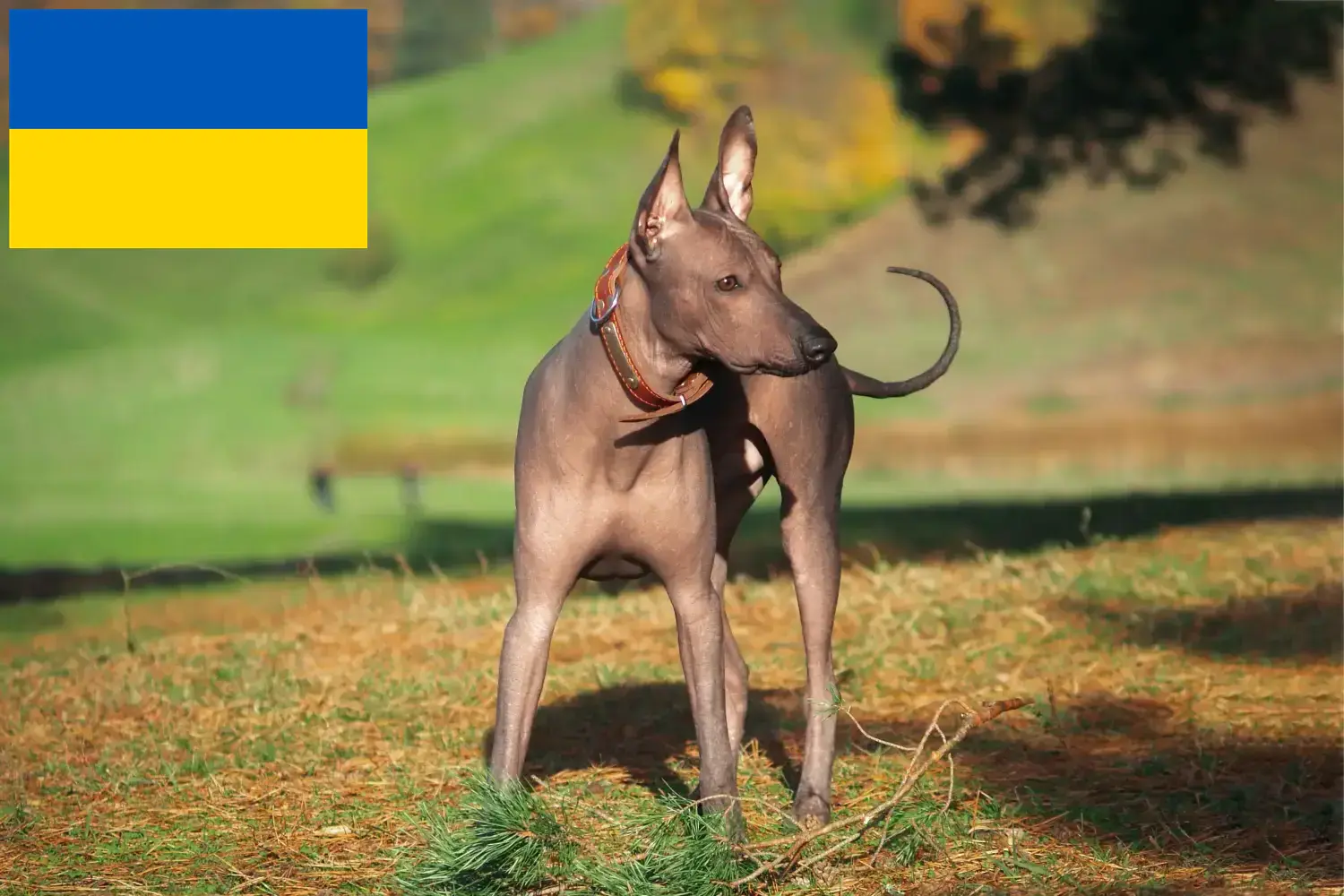 Xolo štěňata a chovatelé Ukrajina Zde najdete chovatele plemene Xolos na Ukrajině.