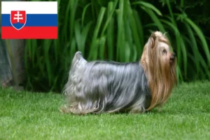 Přečtete si více ze článku Chovatelé jorkšírských teriérů a štěňat na Slovensku