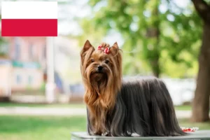 Přečtete si více ze článku Chovatelé jorkšírských teriérů a štěňat v Polsku