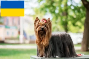 Přečtete si více ze článku Chovatelé jorkšírských teriérů a štěňat na Ukrajině