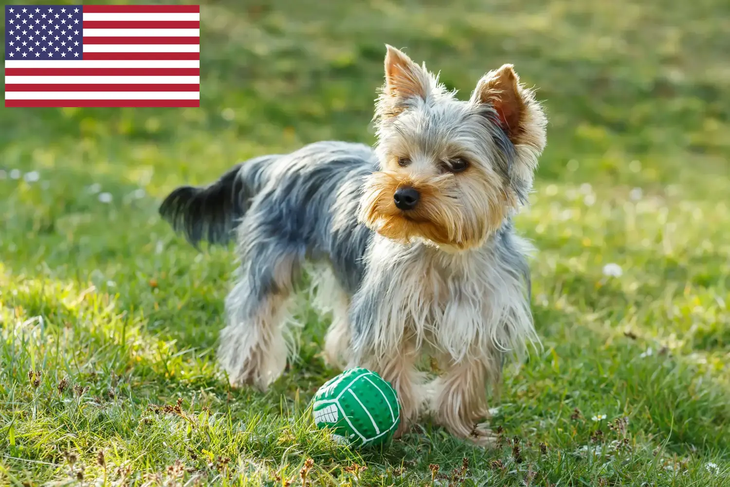 Štěňata a chovatelé jorkšírských teriérů USA Najděte chovatele jorkšírských teriérů v USA zde.