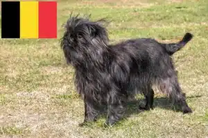 Přečtete si více ze článku Chovatelé Affenpinscherů a štěňata v Belgii