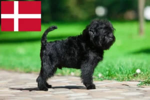 Přečtete si více ze článku Chovatelé Affenpinscherů a štěňata v Dánsku