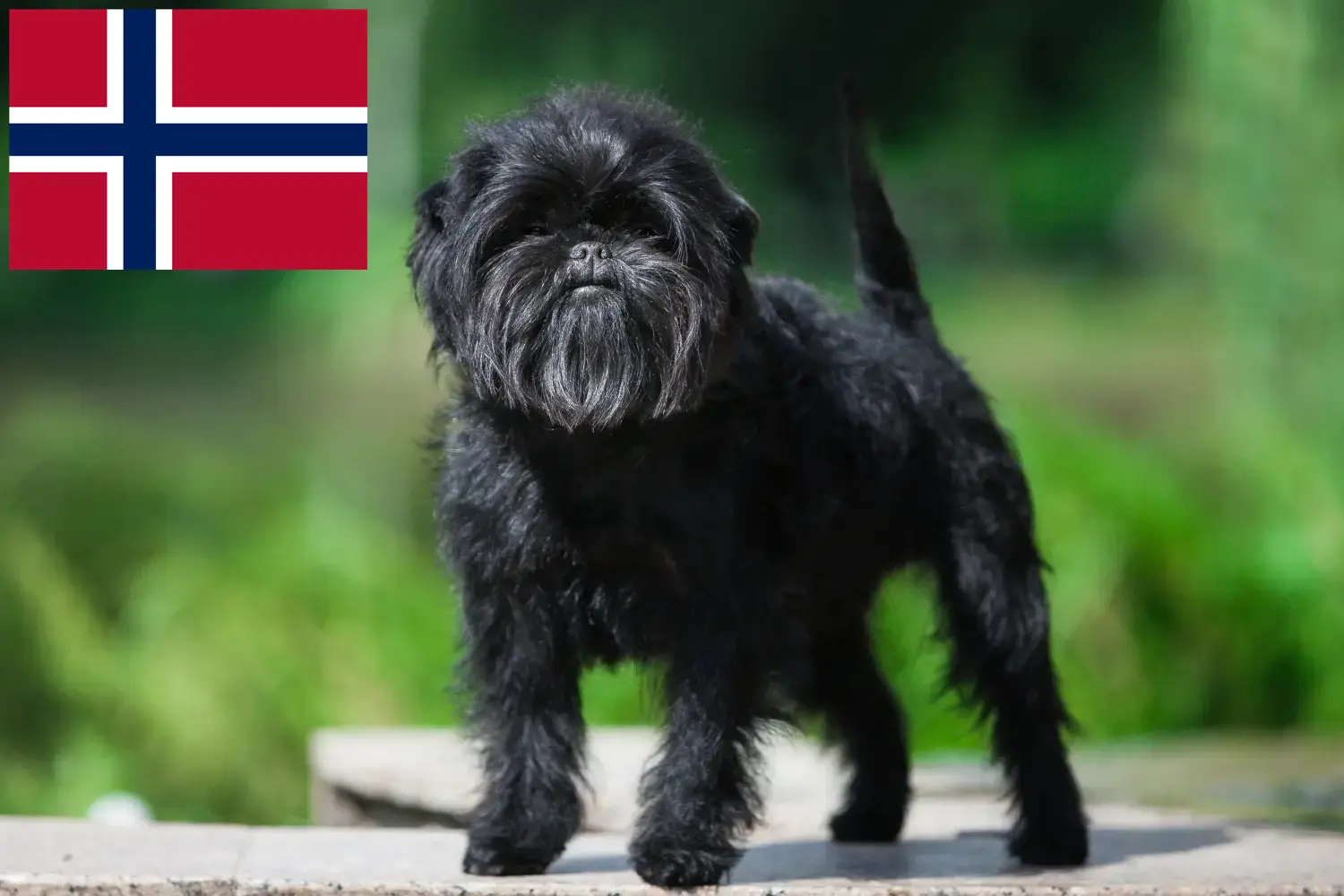 Affenpinscher štěňata a chovatelé Norsko Zde najdete chovatele Affenpinscherů v Norsku.