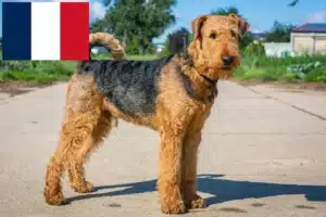 Přečtete si více ze článku Chovatelé airedale teriérů a štěňata ve Francii