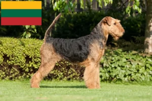 Přečtete si více ze článku Chovatelé airedale teriérů a štěňat v Litvě