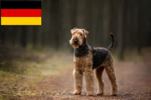 Přečtete si více ze článku Chovatelé airedale teriérů a štěňat v Německu