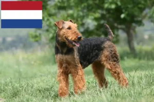 Přečtete si více ze článku Chovatelé airedale teriérů a štěňat v Nizozemsku