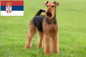 Přečtete si více ze článku Chovatelé airedale teriérů a štěňat v Srbsku