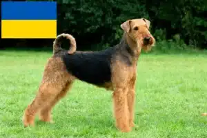 Přečtete si více ze článku Chovatelé airedale teriérů a štěňat na Ukrajině