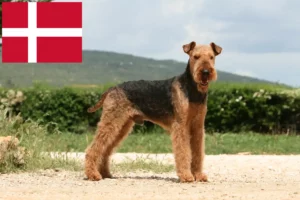 Přečtete si více ze článku Chovatelé airedale teriérů a štěňat v Dánsku
