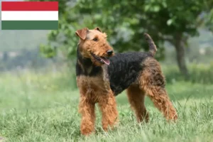Přečtete si více ze článku Chovatelé airedale teriérů a štěňat v Maďarsku