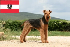 Přečtete si více ze článku Chovatelé airedale teriérů a štěňat v Rakousku