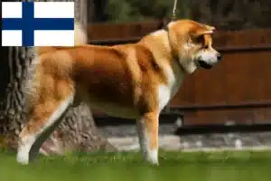 Přečtete si více ze článku Chovatelé akit a štěňata ve Finsku