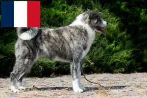 Přečtete si více ze článku Chovatelé akit a štěňata ve Francii