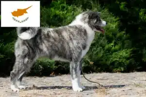 Přečtete si více ze článku Chovatelé akit a štěňat na Kypru