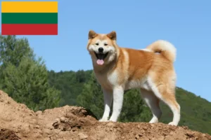 Přečtete si více ze článku Chovatelé akit a štěňata v Litvě