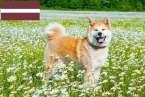 Přečtete si více ze článku Chovatelé akit a štěňat v Lotyšsku