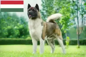 Přečtete si více ze článku Chovatelé akit a štěňat v Maďarsku
