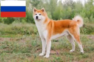 Přečtete si více ze článku Chovatelé akit a štěňata v Rusku