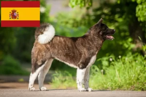 Přečtete si více ze článku Chovatelé akit a štěňata ve Španělsku
