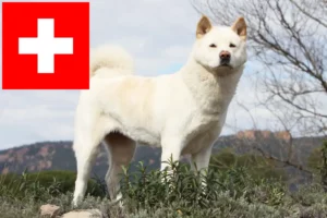 Přečtete si více ze článku Chovatelé akit a štěňata ve Švýcarsku