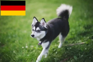 Přečtete si více ze článku Chovatelé a štěňata aljašských klee kai v Německu