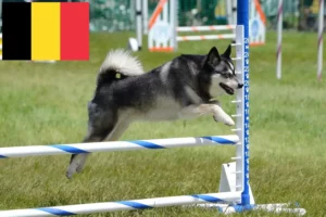 Přečtete si více ze článku Aljašský Klee Kai chovatelé a štěňata v Belgii
