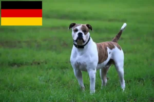 Přečtete si více ze článku Chovatelé amerických buldočků a štěňata v Německu