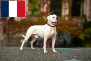 Přečtete si více ze článku Chovatelé amerických buldočků a štěňat na Réunionu