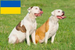 Přečtete si více ze článku Chovatelé amerických buldoků a štěňata na Ukrajině