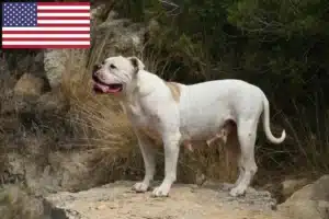 Přečtete si více ze článku Chovatelé amerických buldoků a štěňata v USA