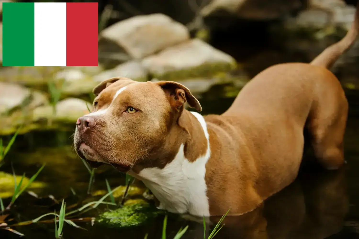 Štěňata a chovatelé amerického pitbulteriéra Itálie Zde najdete chovatele amerických pitbulteriérů v Itálii.