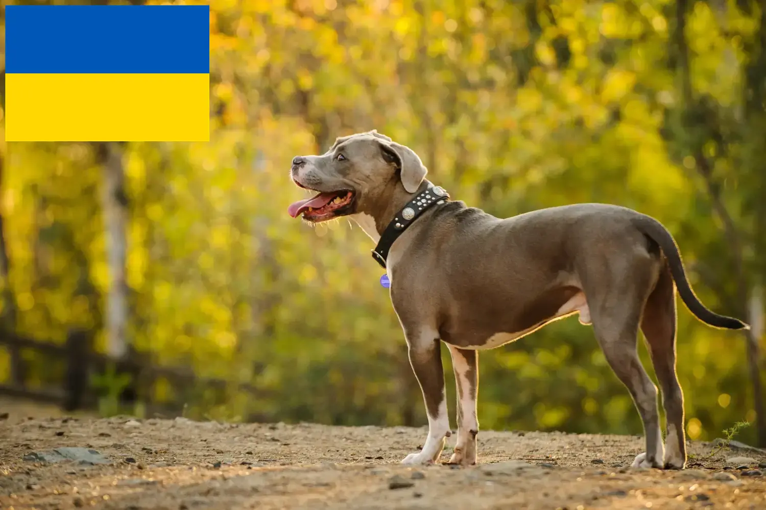 Přečtete si více ze článku Chovatelé amerických pitbulteriérů a štěňat na Ukrajině
