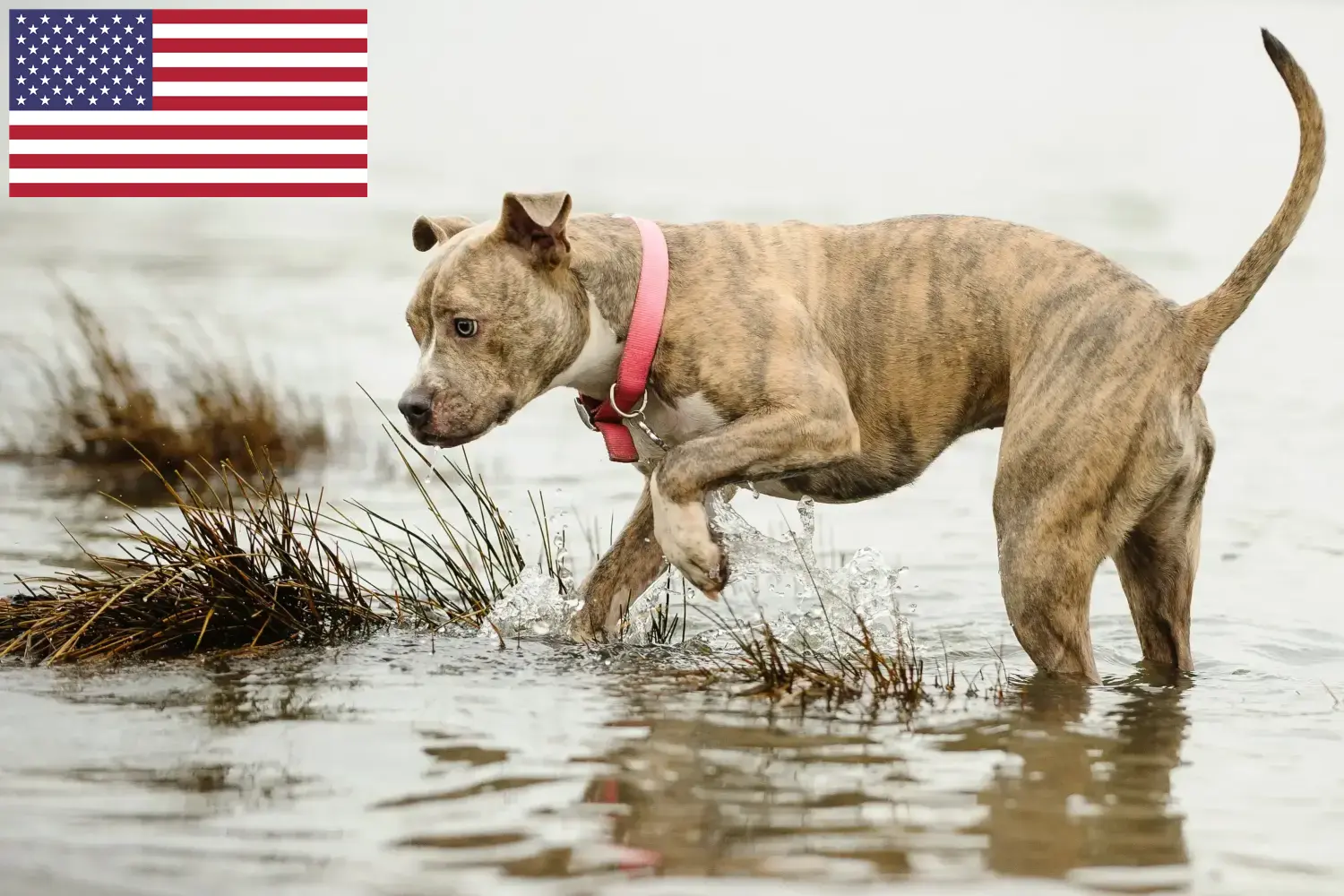 Americký pitbulteriér - štěňata a chovatelé USA Zde najdete chovatele amerických pitbulteriérů v USA.