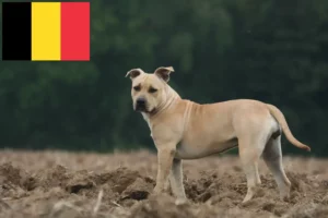 Přečtete si více ze článku Chovatelé amerických stafordšírských teriérů a štěňat v Belgii