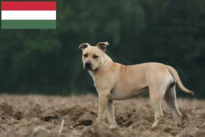 Přečtete si více ze článku Chovatelé amerických stafordšírských teriérů a štěňat v Maďarsku