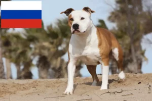 Přečtete si více ze článku Chovatelé amerických stafordšírských teriérů a štěňat v Rusku