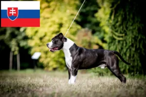 Přečtete si více ze článku Chovatelé amerických stafordšírských teriérů a štěňat na Slovensku