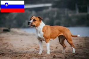 Přečtete si více ze článku Chovatelé amerických stafordšírských teriérů a štěňat ve Slovinsku