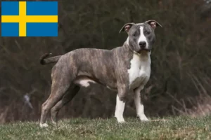 Přečtete si více ze článku Chovatelé amerických stafordšírských teriérů a štěňat ve Švédsku