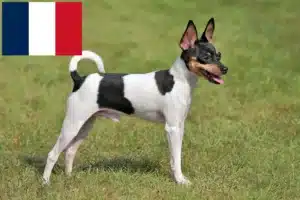 Přečtete si více ze článku Chovatelé amerických toy teriérů a štěňat ve Francii