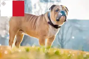 Přečtete si více ze článku Chovatelé anglických buldočků a štěňat na Maltě