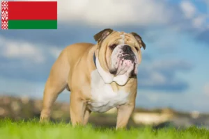 Přečtete si více ze článku Chovatelé anglických buldočků a štěňat v Bělorusku