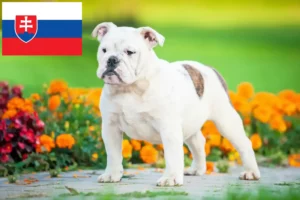 Přečtete si více ze článku Chovatelé anglických buldočků a štěňat na Slovensku