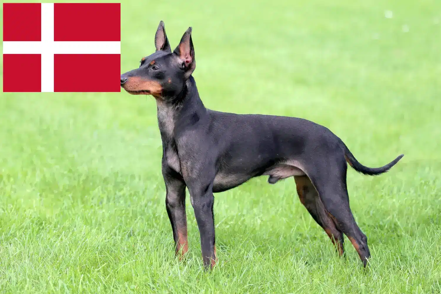 Štěňata a chovatelé anglických toy teriérů Dánsko Zde najdete chovatele anglických toy teriérů v Dánsku.