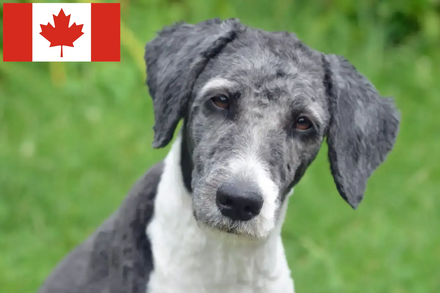 Aussiedoodle štěňata a chovatelé Kanada Zde najdete chovatele australských ovčáků v Kanadě.