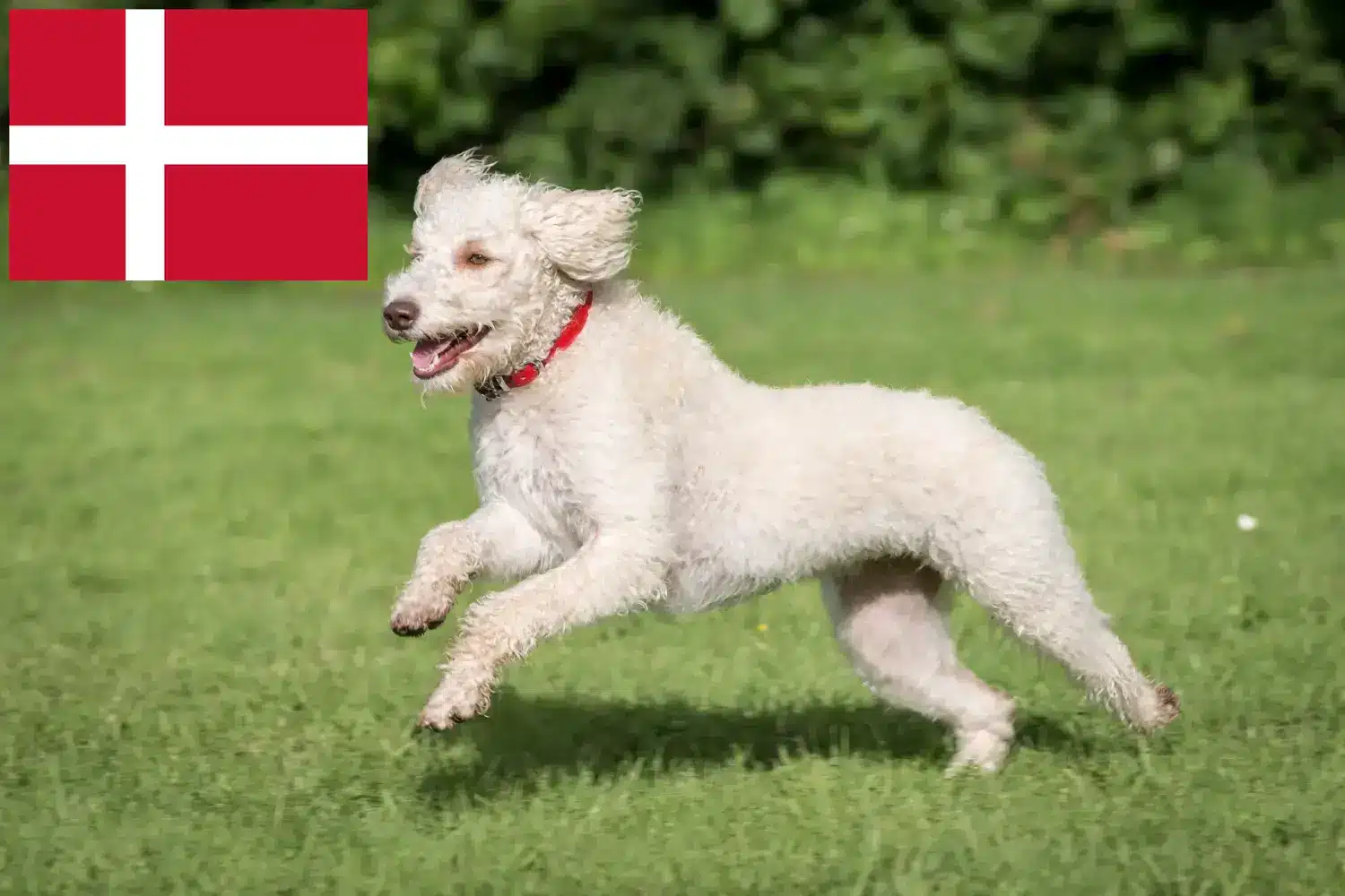 Přečtete si více ze článku Chovatelé australských labradoodlů a štěňat v Dánsku