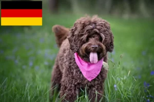 Přečtete si více ze článku Chovatelé australských labradoodlů a štěňat v Německu