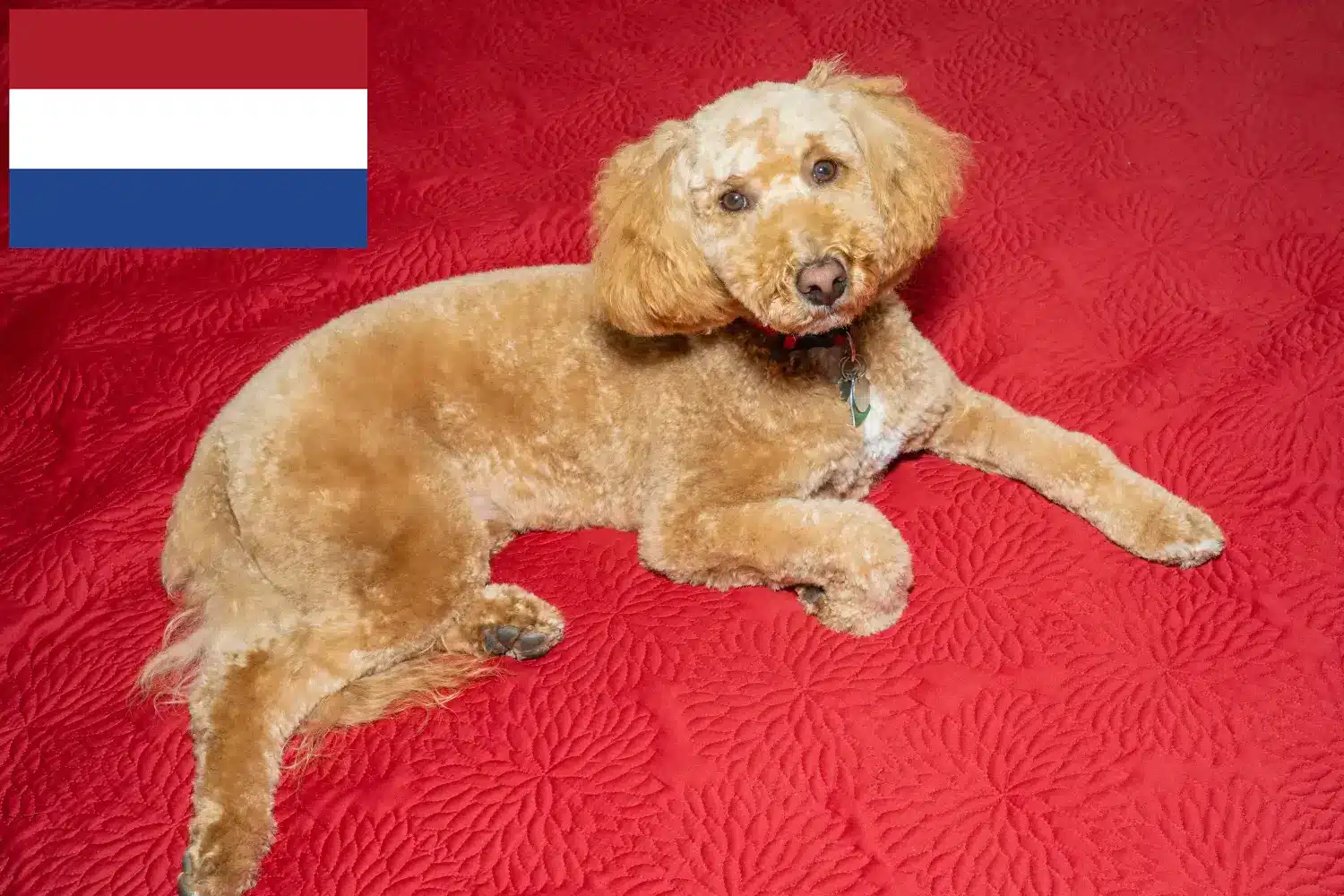 Štěňata a chovatelé australských labradoodlů Nizozemsko Zde najdete chovatele australských labradoodlů v Nizozemsku.